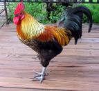 rooster