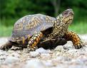 tortuga