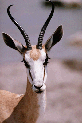 antelope