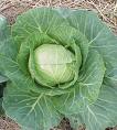 cabbage