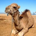 camellos