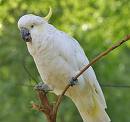 cockatoo