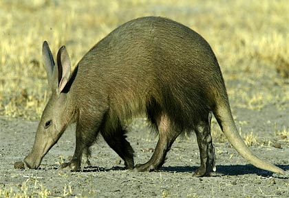 aardvark