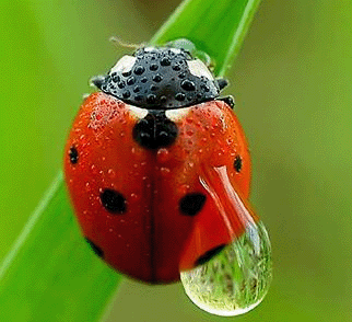 ladybird