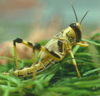 locust