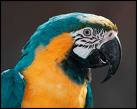 macaw