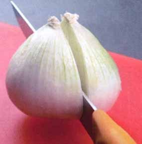 onion