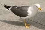 seagull