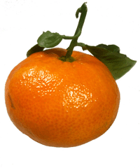 tangerine