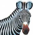 zebra